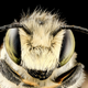 Illustration for article titled Close-Up Bee Portraits Are A Glimpse Into A Gorgeously Weird World